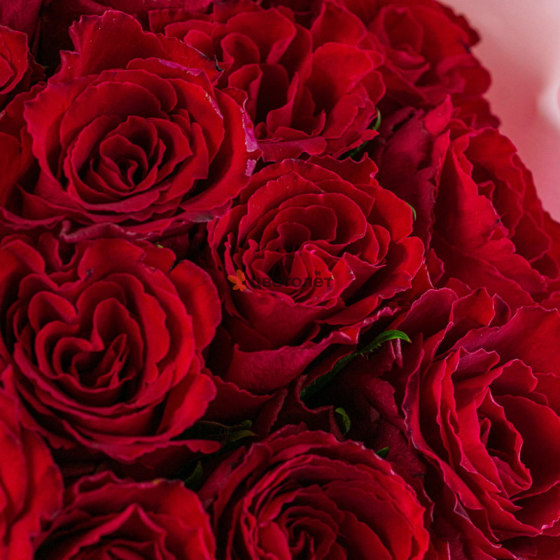 Букет из 15 красных роз