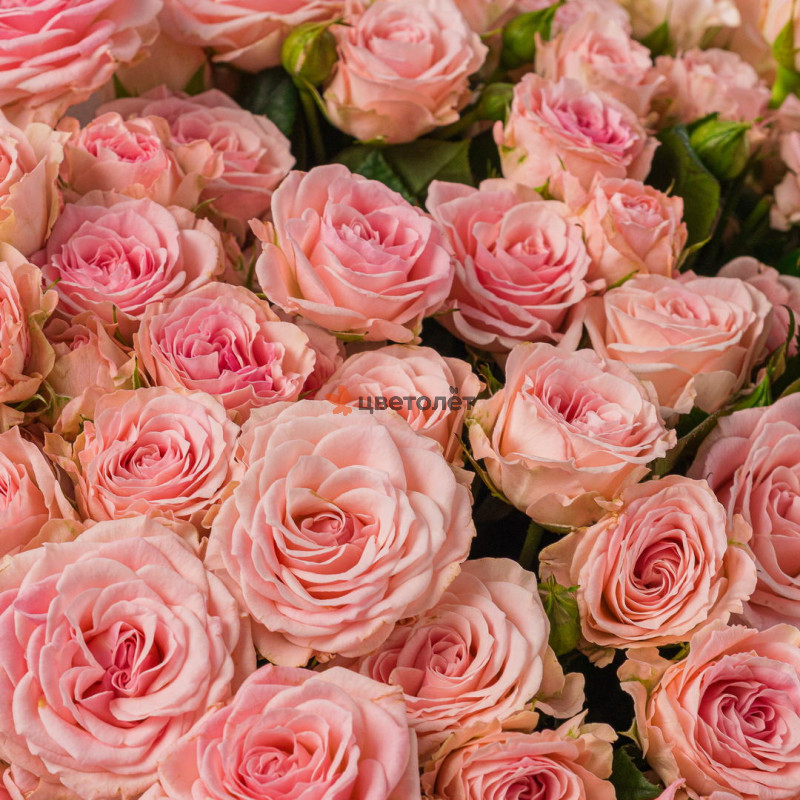 25 кустовых роз